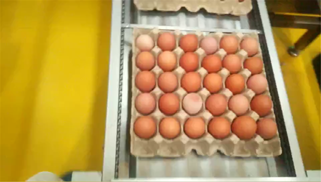 鸡蛋生产线